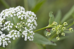Gymnoclytia