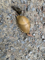 Ariolimax columbianus