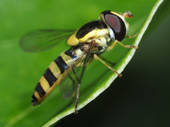 Allograpta nasuta
