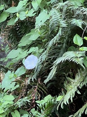 Calystegia silvatica