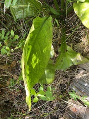 Lysichiton americanus