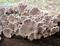 Schizophyllum
