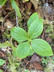 Cornus unalaschkensis