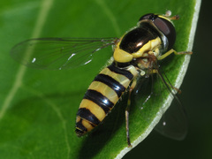 Allograpta nasuta