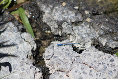 Argia funebris
