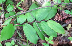 Maianthemum racemosum