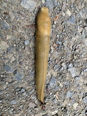 Ariolimax columbianus