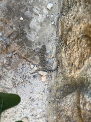 Tarentola mauritanica