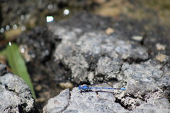 Argia funebris