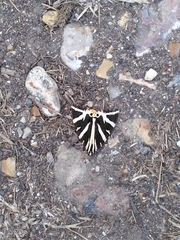 Euplagia quadripunctaria