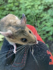 Peromyscus maniculatus gracilis