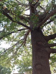Quercus palustris