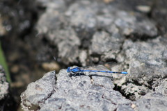 Argia funebris