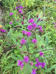 Vernonia gigantea