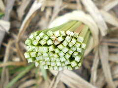 Xanthorrhoea johnsonii