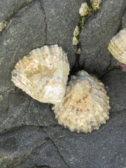 Patella vulgata