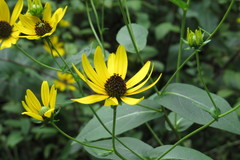 Rudbeckia auriculata