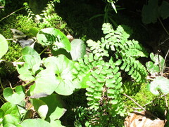 Adiantum pedatum