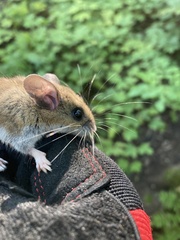 Peromyscus maniculatus gracilis