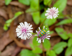 Diabrotica speciosa