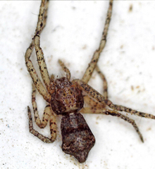 Araneae