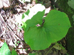 Trillium cernuum
