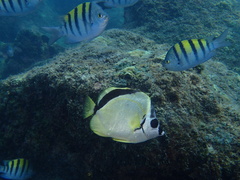 Johnrandallia nigrirostris