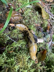 Ariolimax columbianus