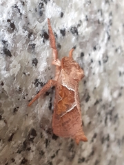 Triodia sylvina