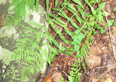 Dryopteris marginalis
