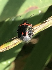 Cosmopepla lintneriana