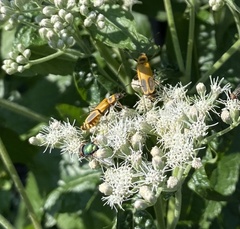 Chauliognathus pensylvanicus