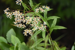 Doellingeria umbellata