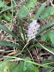 Liriope