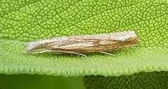 Agriphila geniculea