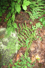 Dryopteris marginalis