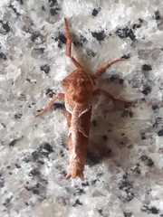 Triodia sylvina