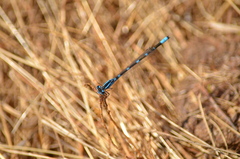 Enallagma carunculatum