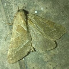 Triodia sylvina