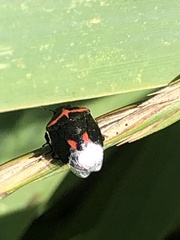 Cosmopepla lintneriana