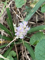 Liriope
