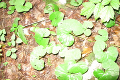 Asarum canadense