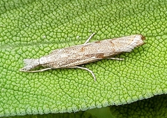 Agriphila geniculea