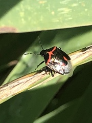 Cosmopepla lintneriana