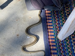 Thamnophis ordinoides