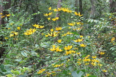 Rudbeckia auriculata