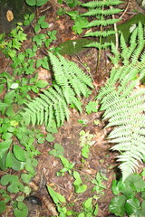 Dryopteris marginalis