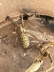 Eratigena atrica