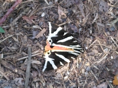 Euplagia quadripunctaria