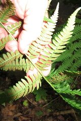 Dryopteris marginalis